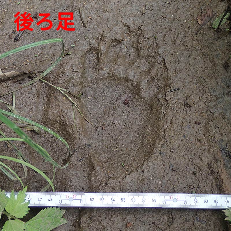クマの足跡