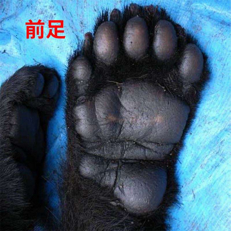 クマの前足