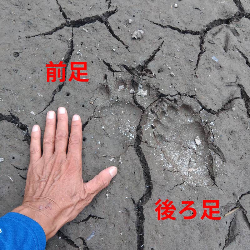 クマの足跡