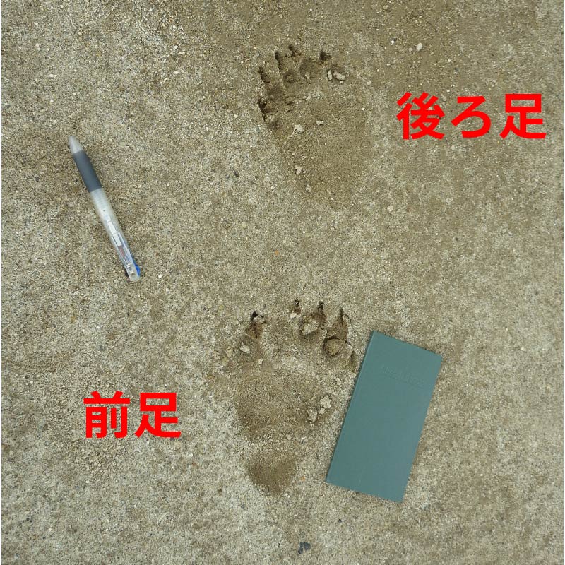 クマの足跡