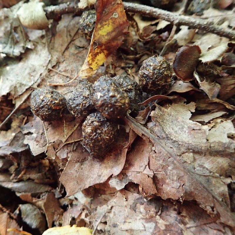 ノウサギの糞（フン））