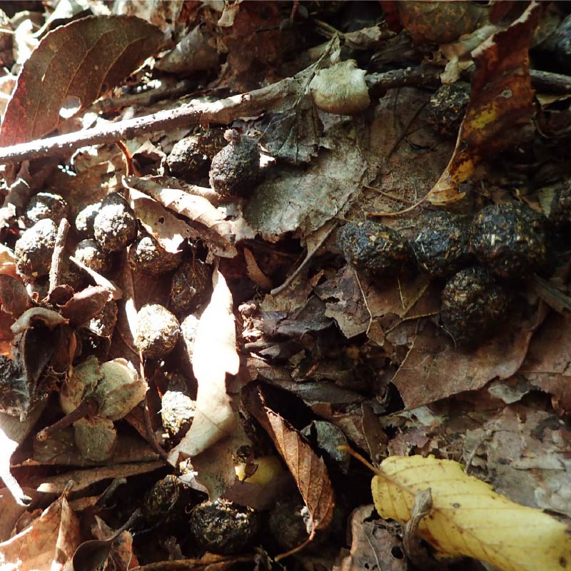 ノウサギの糞（フン））