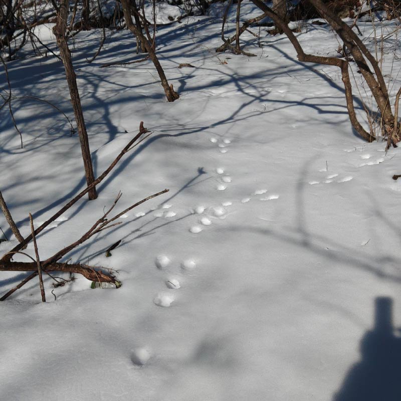 ノウサギの足跡
