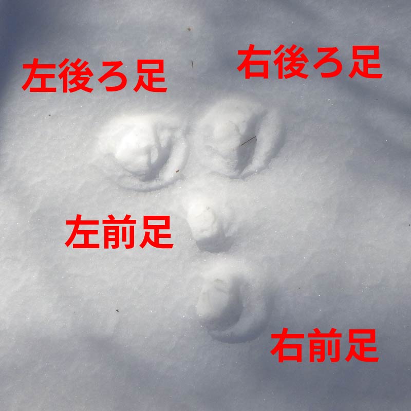 ノウサギの足跡