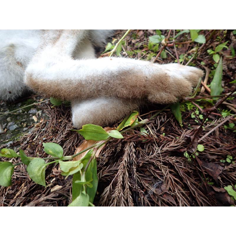 ノウサギの足跡