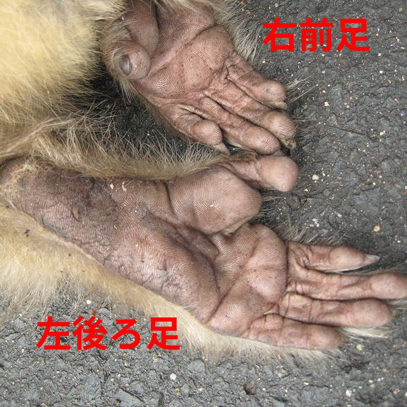 サルの足