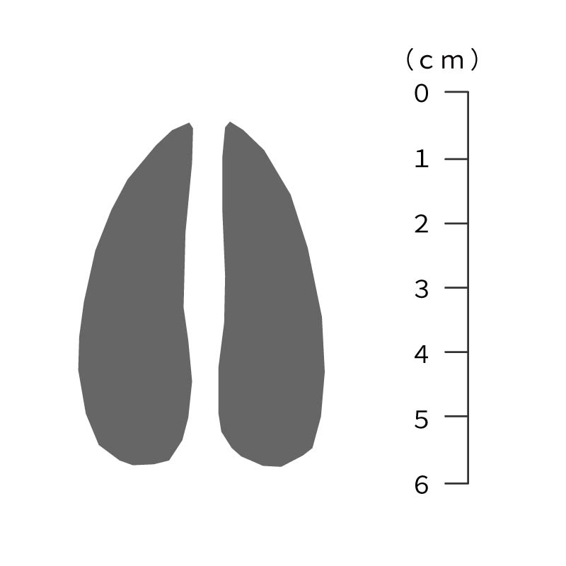 シカの足跡サイズ
