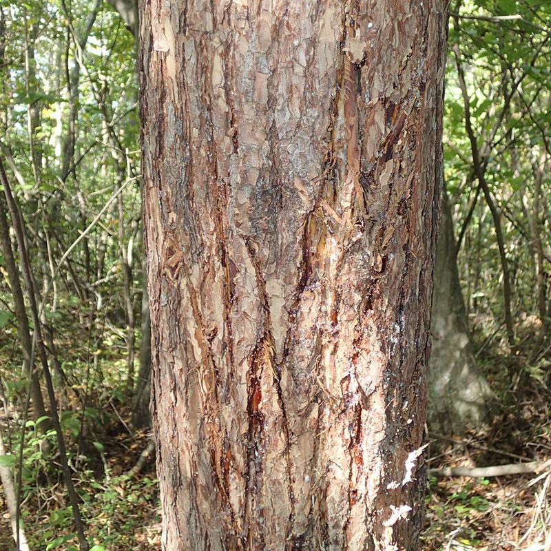シカの角研ぎ跡