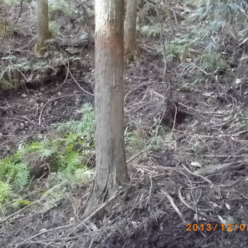 シカの体こすり跡