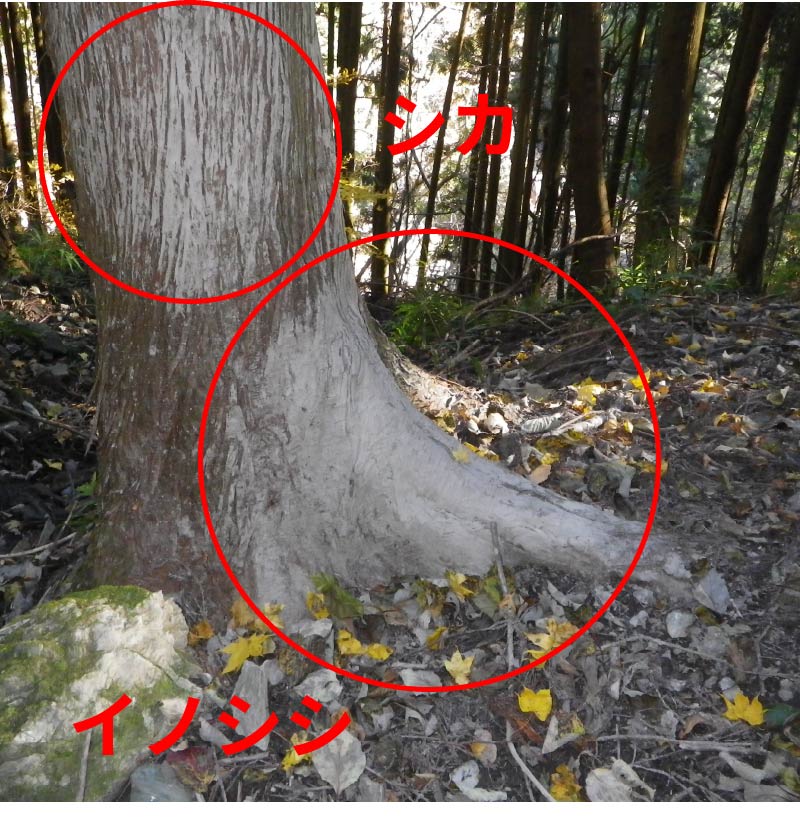 シカの体こすり跡
