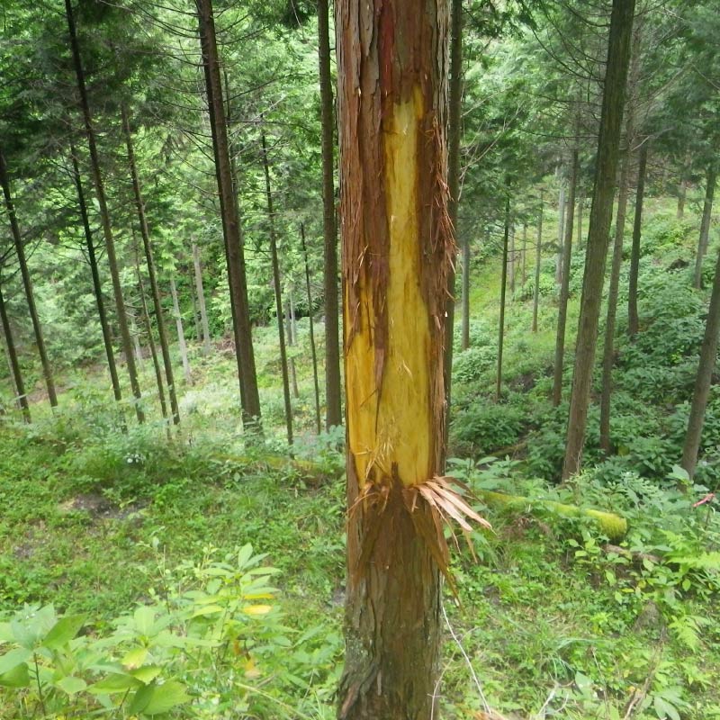 シカの樹皮剥ぎ