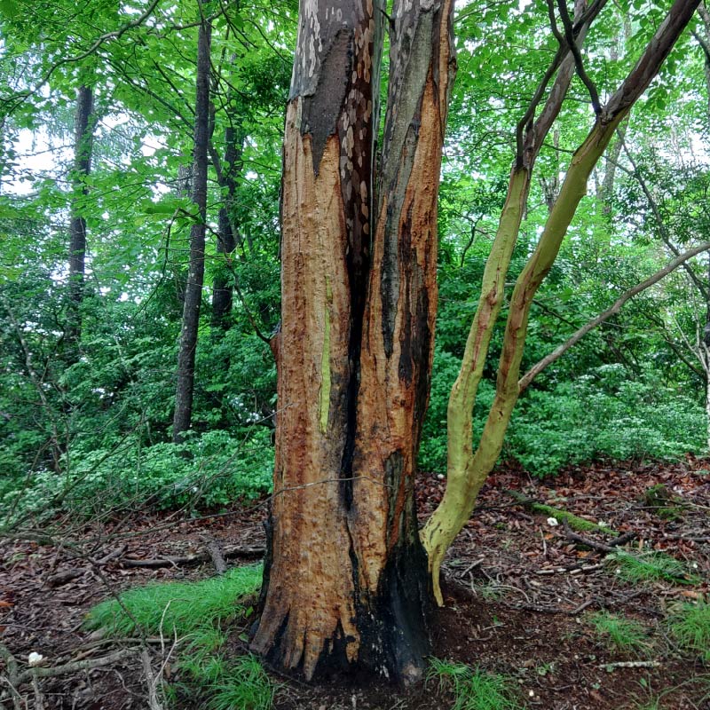 シカの樹皮剥ぎ