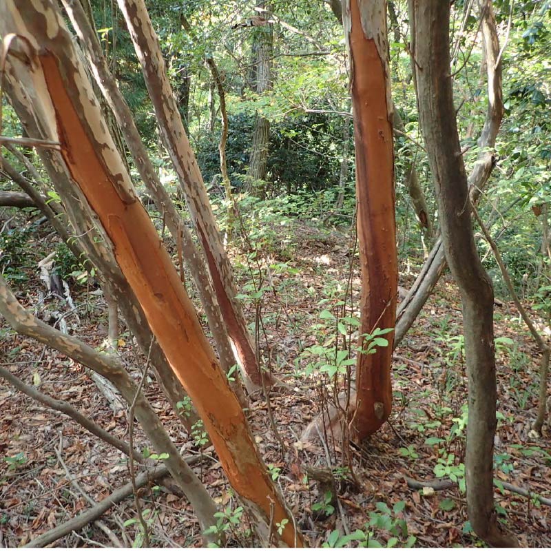 シカの樹皮剥ぎ