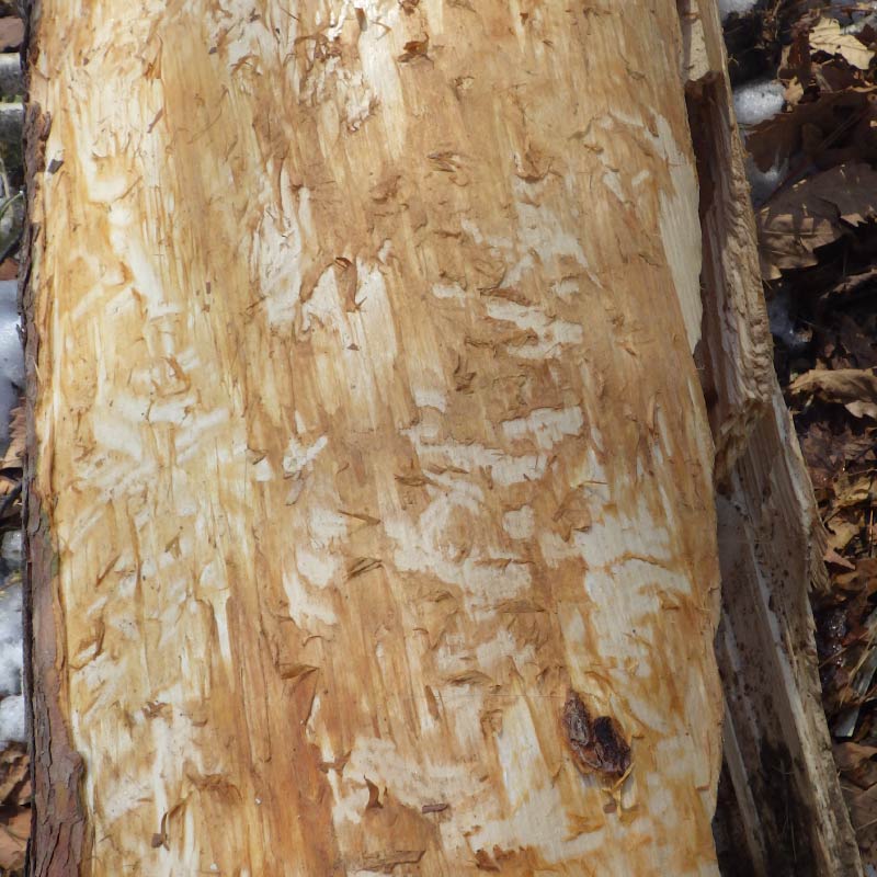 シカの樹皮剥ぎ