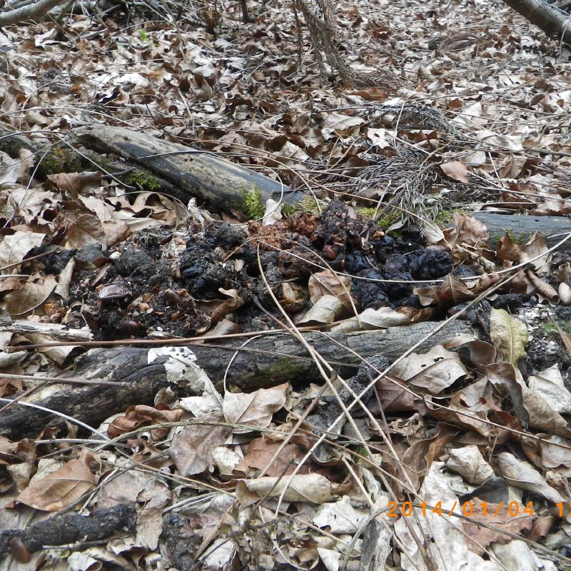 タヌキのフン
