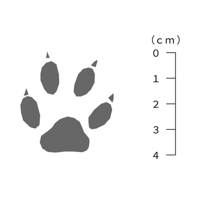 タヌキの足跡サイズ