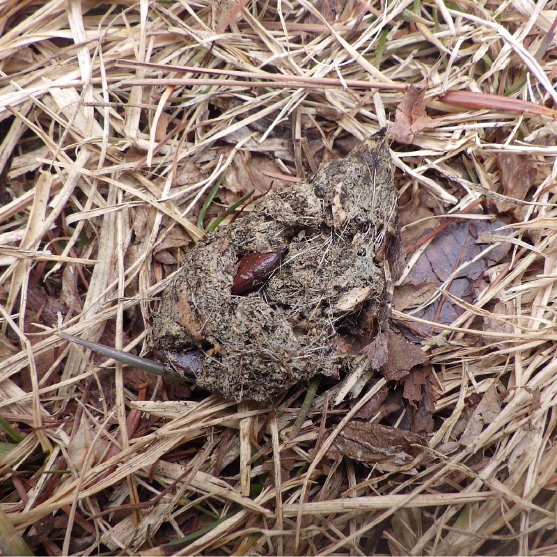 テンの糞（フン）